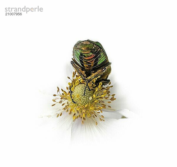 Rose chafer on a white flower feeding in front of a white background