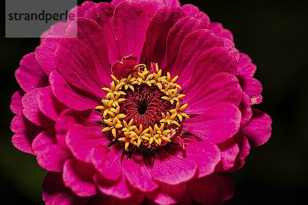 Pink common zinnia flower on black background