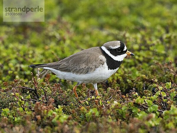 Common Ringed Plover (Charadrius hiaticula)  adult in breeding territory on the tundra  May  Varanger Fjord  Norway  Europe