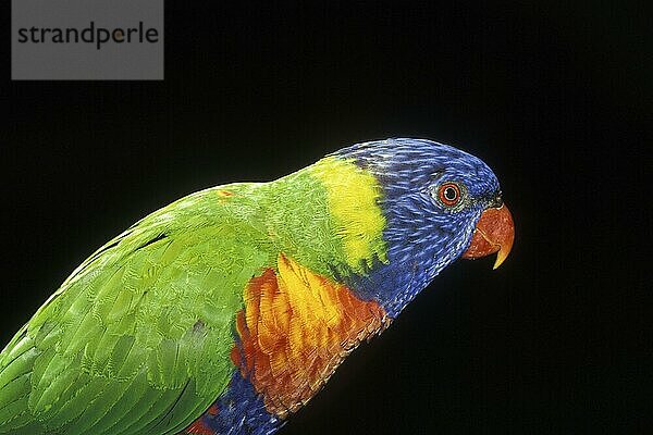 Portrait of the Allfarblori (Trichoglossus haematodus)  colourful  black background  captive