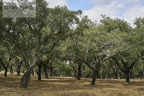 Cork trees in autumn fall in beautiful Alentejo nature landscape in Divor Dam  Portugal  Europe