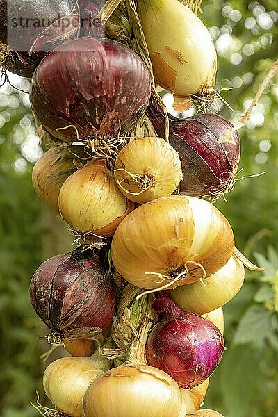 Different types of onions tied into a braid in front of a blurred green background