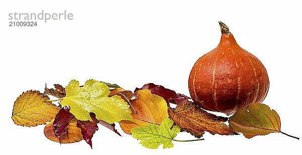 Autumn decoration with colourful foliage and Hokkaido pumpkin cropped on white