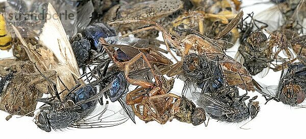 Many different dead insects lying in a pile. Released on white