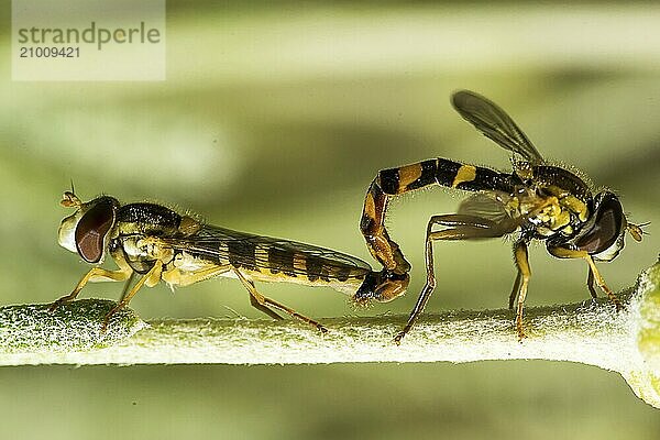 Hoverfly mating