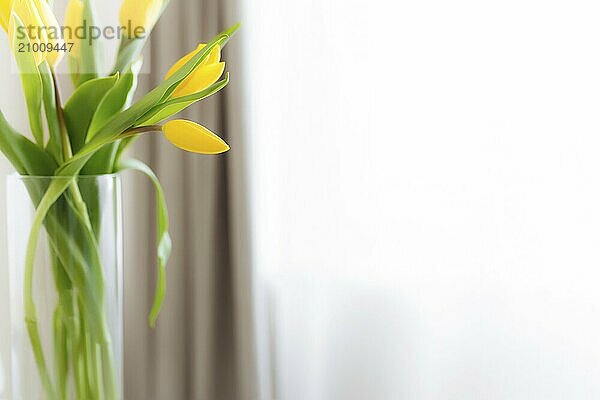 Flat lay with yellow tulip flowers on white background. Concept for greeting card for Easter  Mother's day  International women's day  Saint Valentine's day.