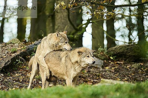 Eastern wolves (Canis lupus lycaon) playing with eacht other  pairing  Bavaria  Germany  Europe