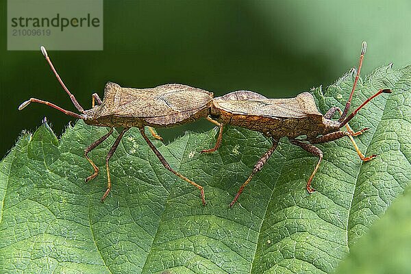 Close-up of two sting bugs mating on a leaf against a blurred background