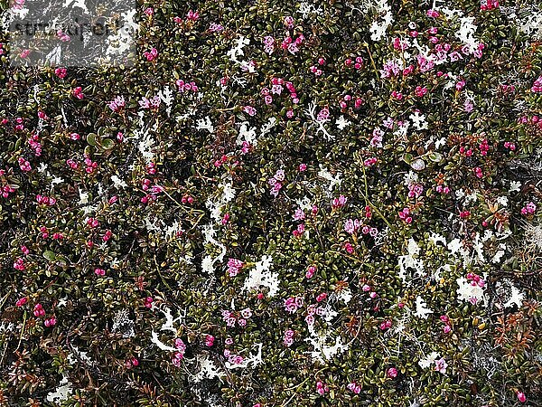 Trailing Alpine Azalea in flower (Kalmia procumbens)  Varanger National Park  Varanger Fjord  May  Norway  Europe