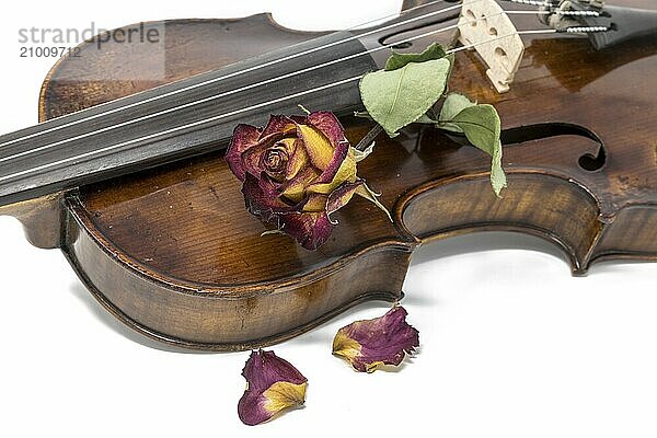 Old shiny violin with withered red and yellow rose blossom cropped on white