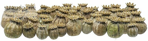 Ripe  dry poppy seed pods piled up as background cut out on white