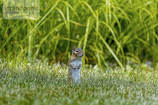 The eastern chipmunk (Tamias striatus) on a meadow. The eastern chipmunk is a chipmunk species found in eastern North America