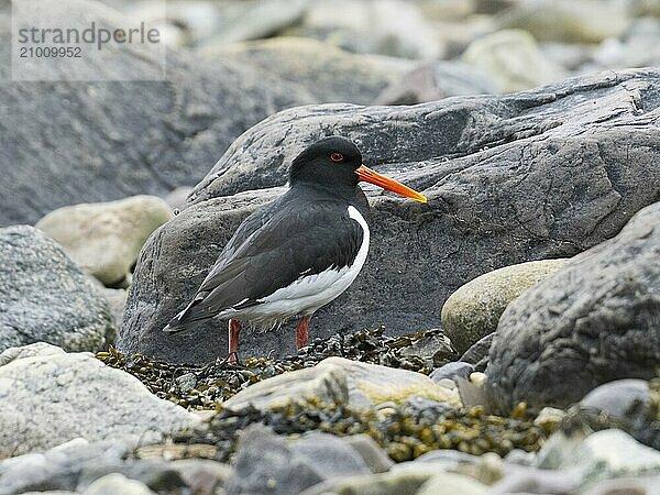 Eurasian oystercatcher (Haematopus ostralegus)  adult perched amongst stones on shoreline  May  Varanger Fjord  Norway  Europe