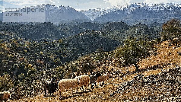 A flock of sheep passes through a rural mountain landscape with green hills and snow-capped mountains in the background  Lefka Ori  White Mountains  mountain massif  west  Crete  Greece  Europe