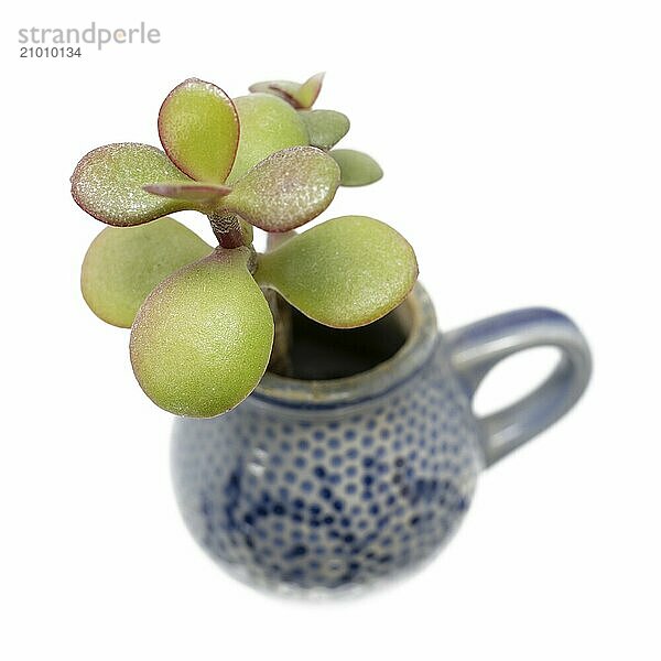 Small plant with thick leaves grows out of a blue stoneware jug with a handle  cropped on white