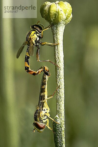 Hoverfly mating