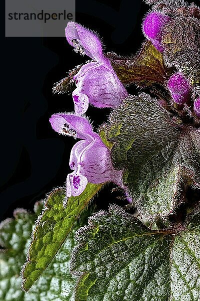 Close-up of flowers and leaves of a red deadnettle cropped on black