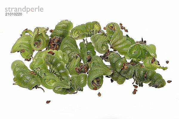 Cracked seed capsules of a busy Lizzie Impatiens walleriana cropped on white