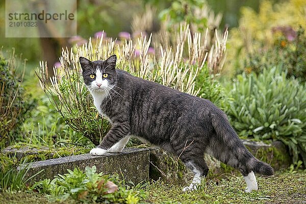 Cat with yellow eyes looks directly into the camera. Against a green background