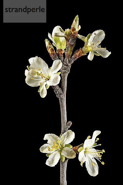 Close-up of a branch of the plum tree with blossoms  buds and leaves cropped to black