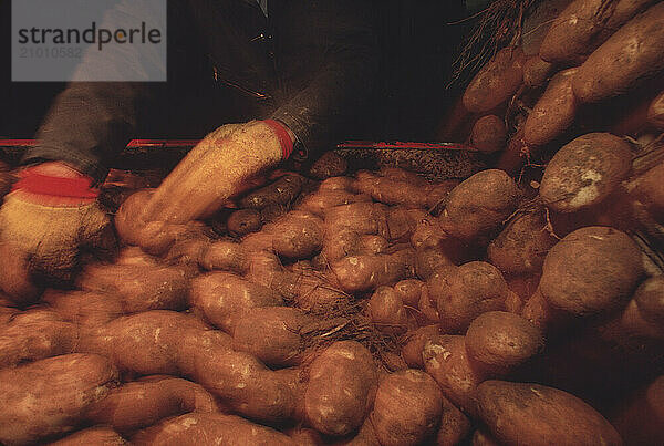 Potatoes being sorted.