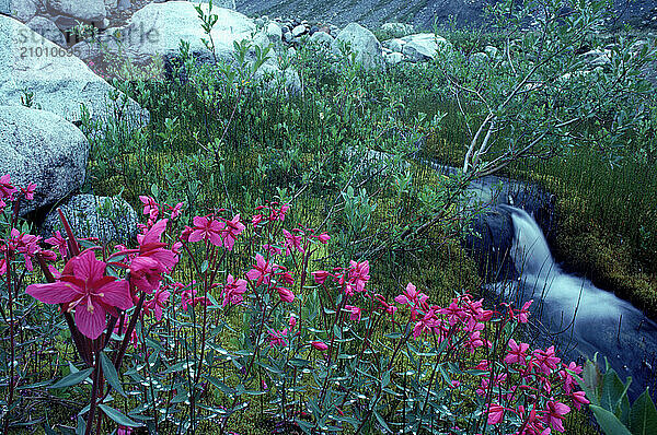 Flowers adjacent to a brook  Alaska  USA.