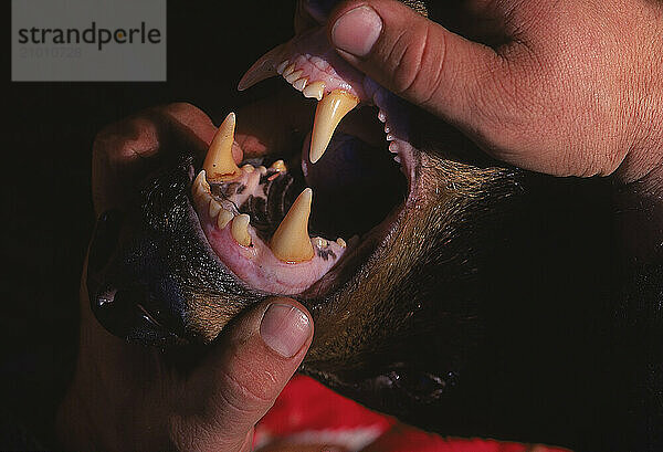 Bear's teeth.