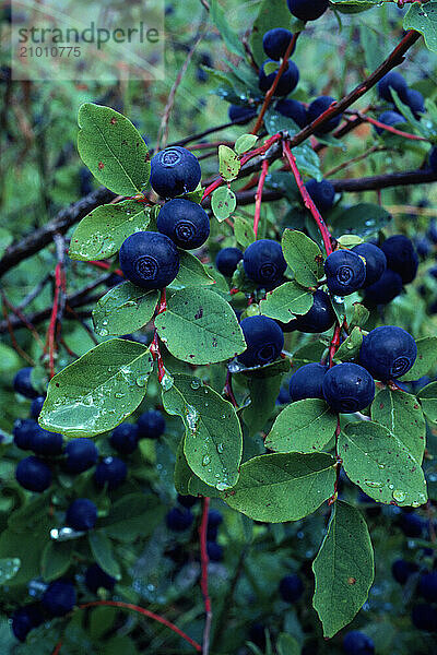 Wild blueberries  Alaska  USA.