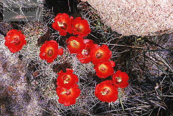 Mojave Mound Cactus