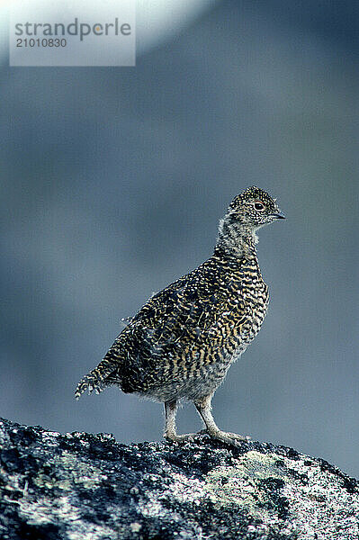 Immature Ptarmigan  Alaska  USA.