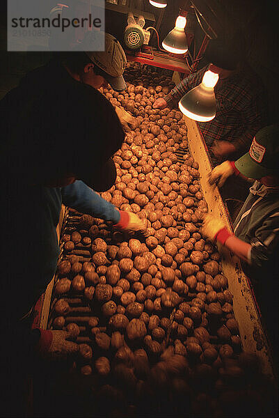 Potato Farming.