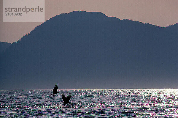 Eagles flying over the water  Alaska  USA.