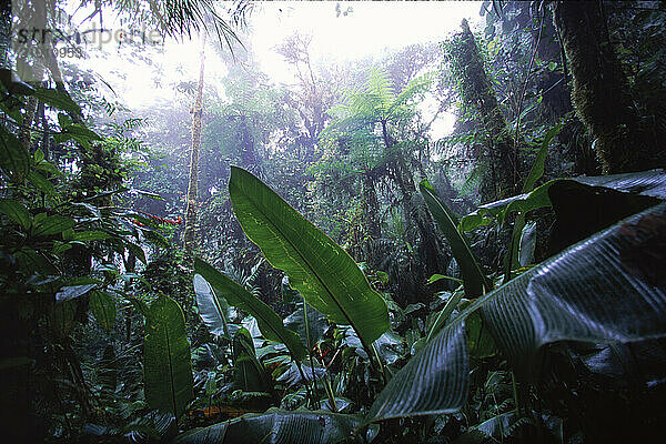 Monte Verde  cloud/rain forest