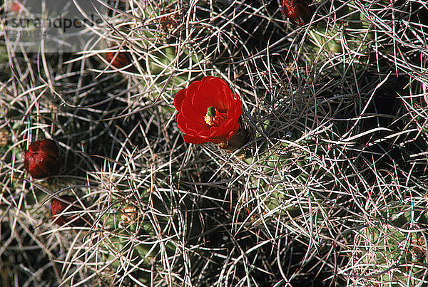 Mojave Mound Cactus.