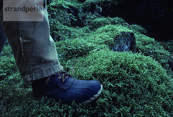 A foot on a clump of moss  Glacier Bay  Alaska  USA.