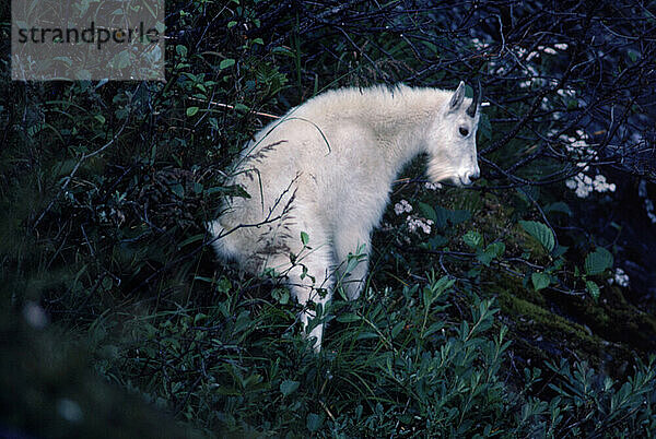 A white mountain goat  Alaska  USA.