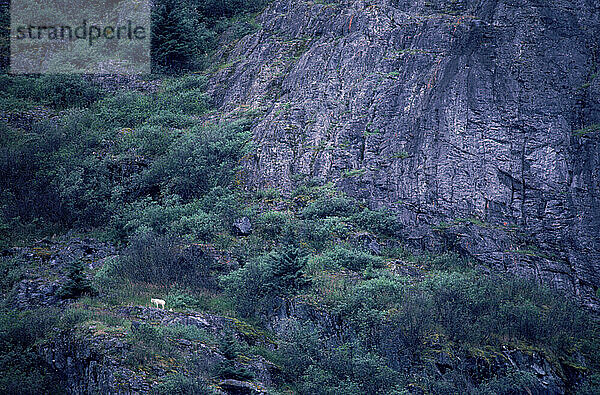 A mountain goat on a far away cliff  Alaska  USA.