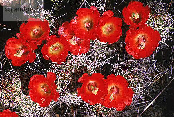 Mojave Mound Cactus