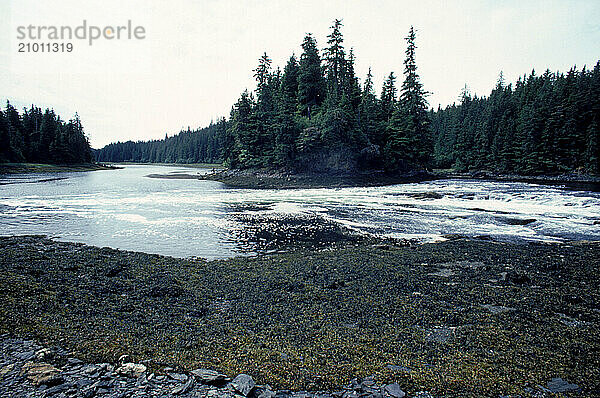 Low tide in a wooded inlet  Alaska  USA.