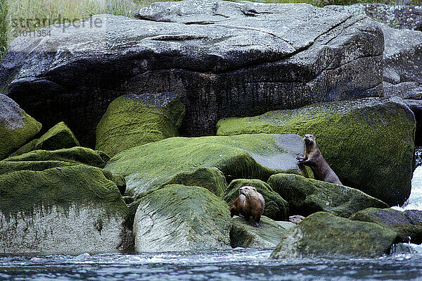 Sea lions on a beach in Alaska  USA.