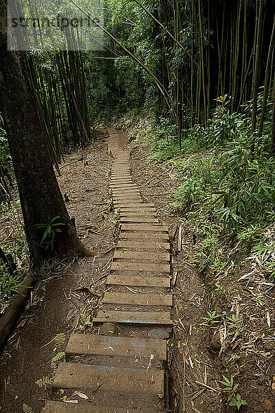 Manoa Falls Trail on Oahu  Hawaii