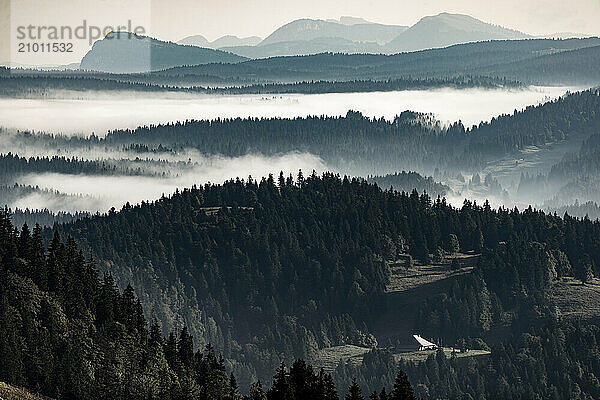 Forest on hills at sunrise  Vaud Canton  Switzerland