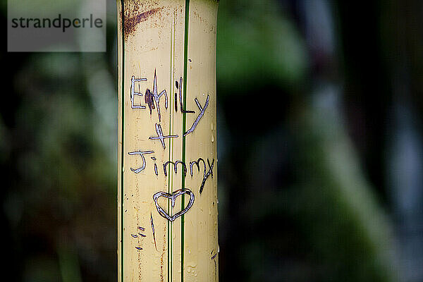 Bamboo Graffiti in Akaka Falls State Park  Big Island  Hawaii