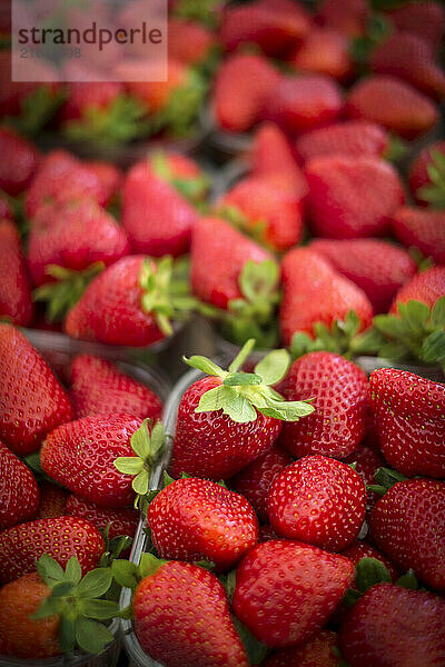 Strawberries are sold in a market in Buonconvento  Italy.