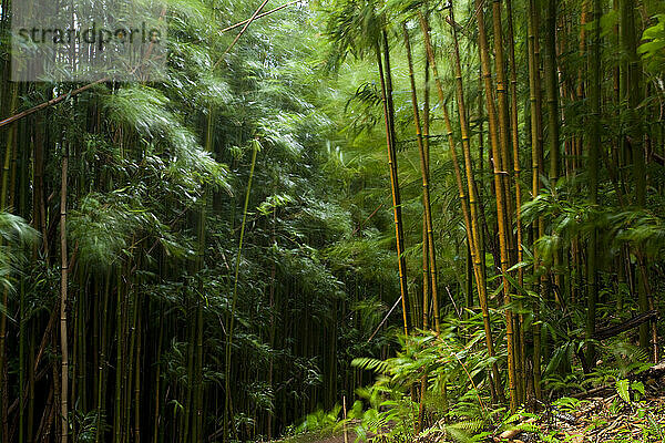 Bamboo forest on Oahu  Hawaii