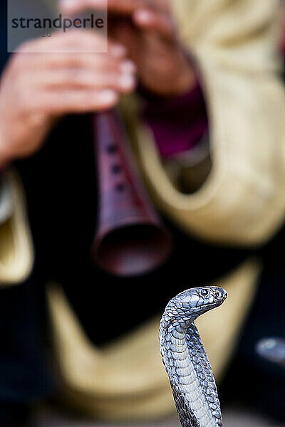 Snake Charmer in Marrekesh  Morocco