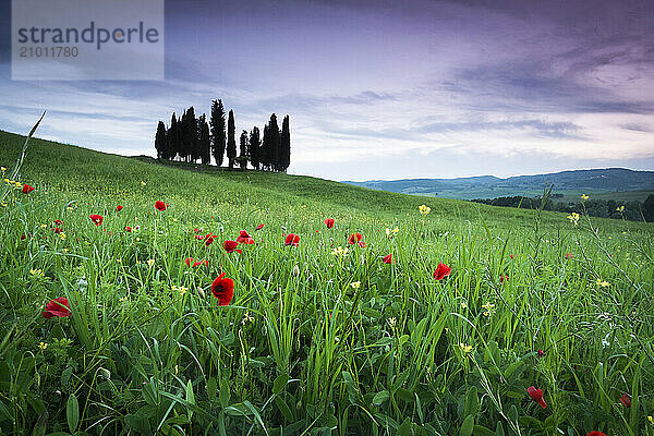 Cypress trees stand behind a field of poppies in the green Tuscan hills  Italy.