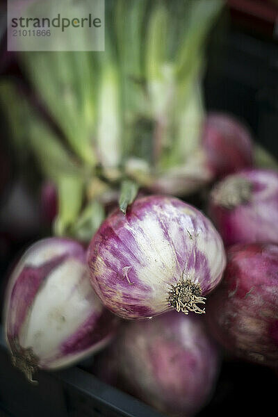 Onions are sold in a market in Buonconvento  Italy.