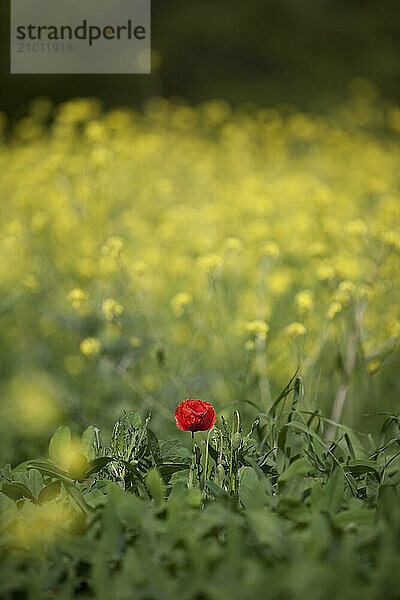 Solo poppy in Tuscany  Italy