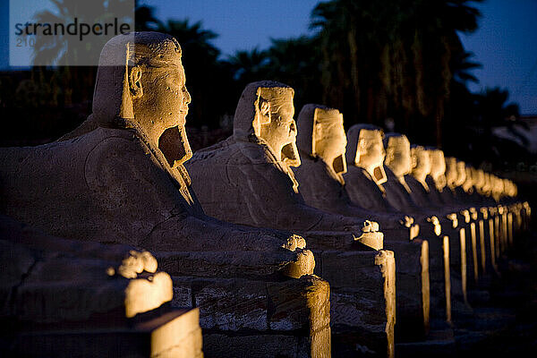 Sphinx in a row at night at Luxor Temple in Luxor  Egypt